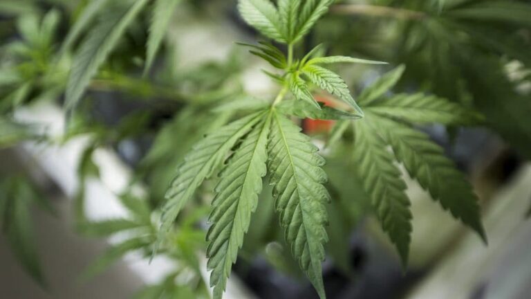 cheapest online dispensary canada Offering Affordable Cannabis Without Compromising Quality